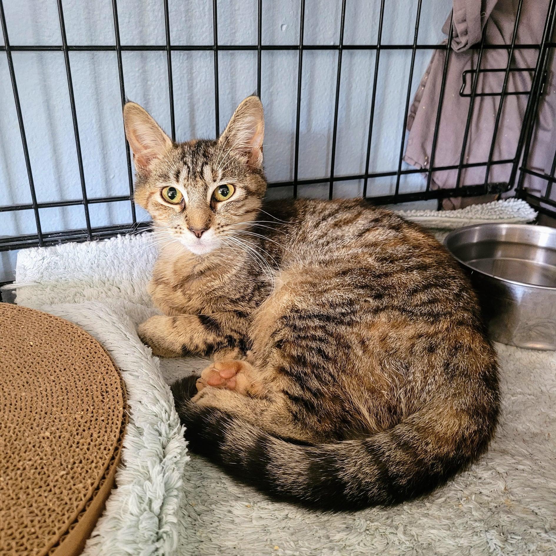 Trixie Bonded With Holly