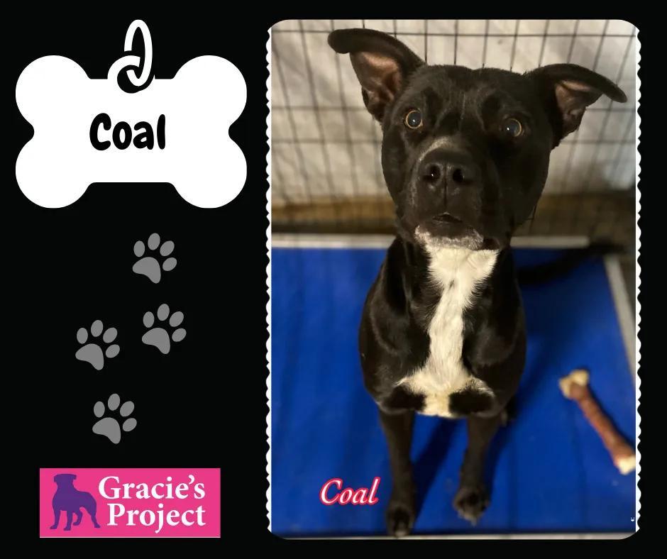Coal