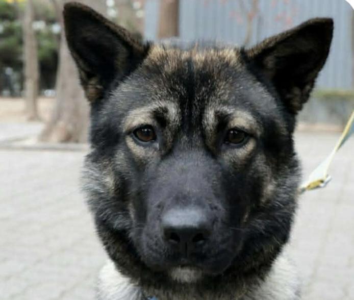 An adult medium-sized female Jindo dog named Bebe for adoption in San Ramon, CA