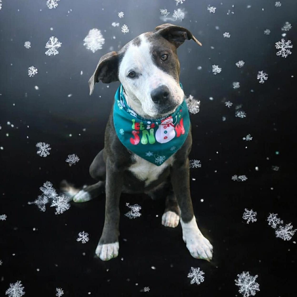 A young medium-sized female Labrador Retriever dog named Sylphiette Gs for adoption in Allen, TX