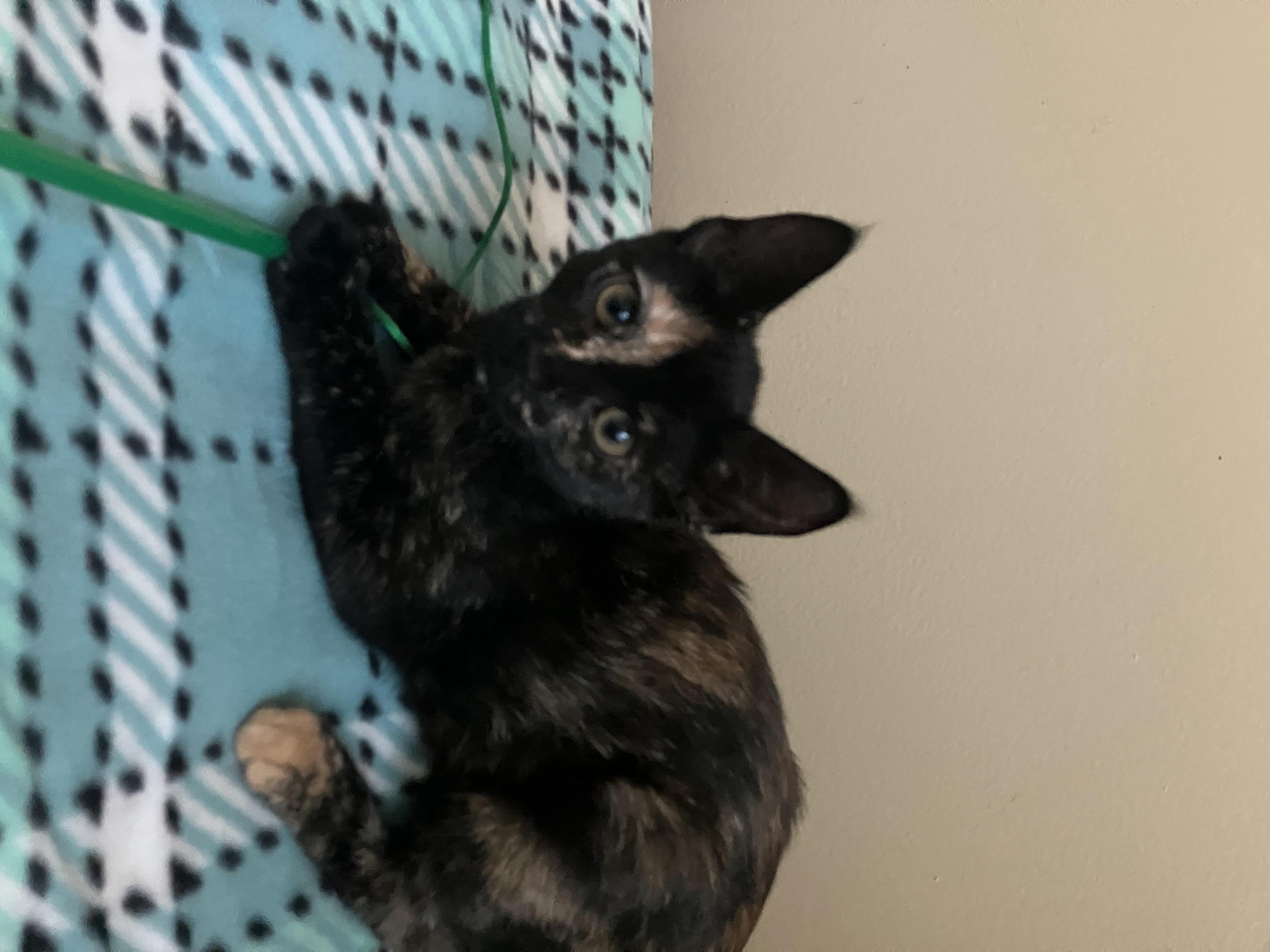 Biscotti And Hazelnut