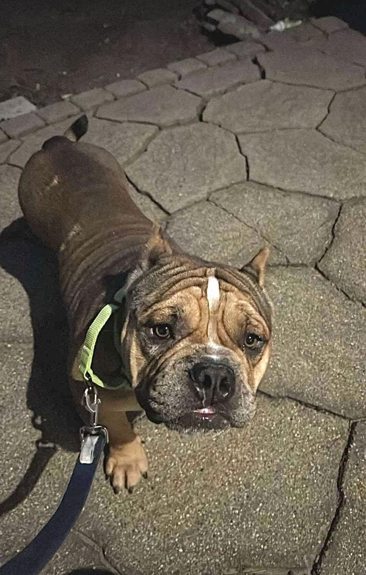 A young medium-sized male Brown / Chocolate English Bulldog dog named Tommy for adoption in Austin, TX