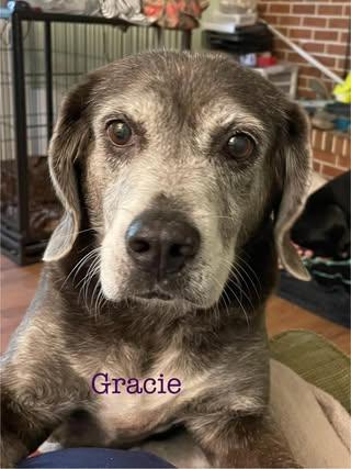 Gracie
