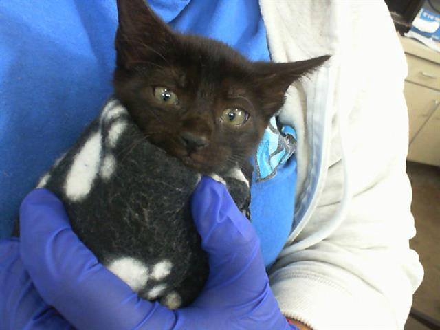 A baby medium-sized female Domestic Short Hair cat named Ginny for adoption in Dallas, TX