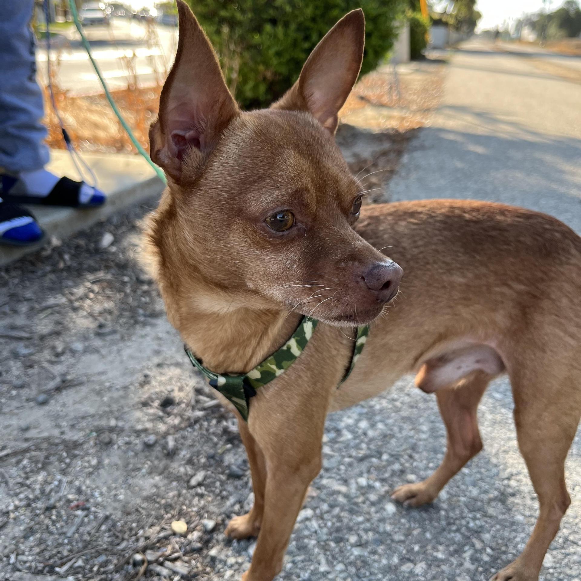 An adult small-sized male Red / Chestnut / Orange Chihuahua dog named Lobo for adoption in Bellflower, CA