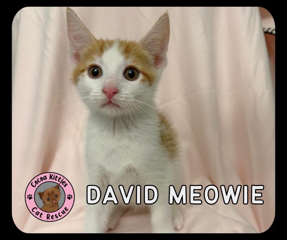 David Meowie