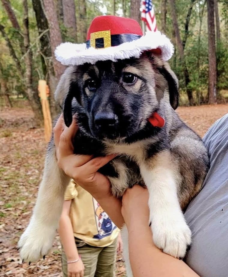 A baby medium-sized female German Shepherd Dog dog named Jade Gs for adoption in Allen, TX
