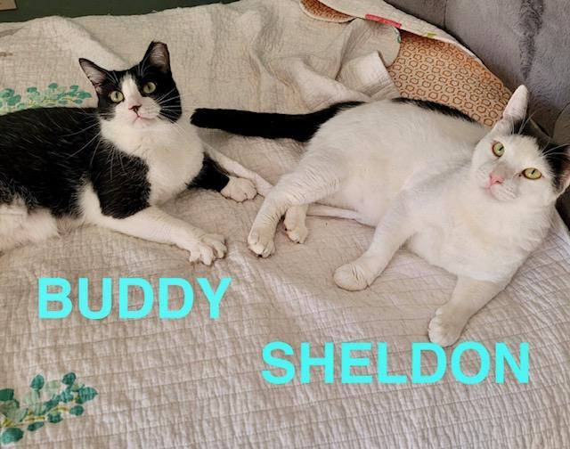 Sheldon & 'busy' Buddy