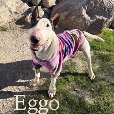 Eggo
