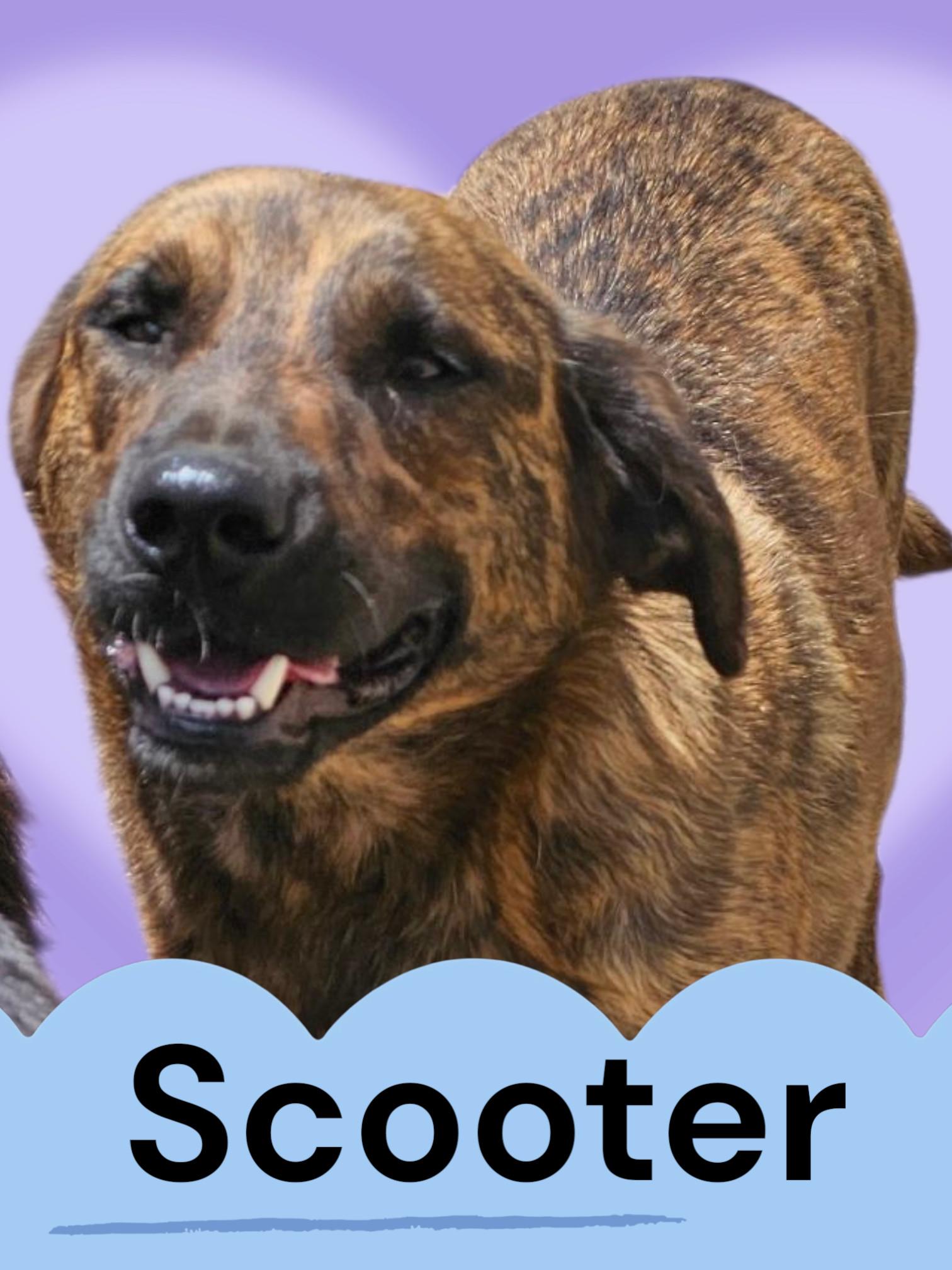Scooter