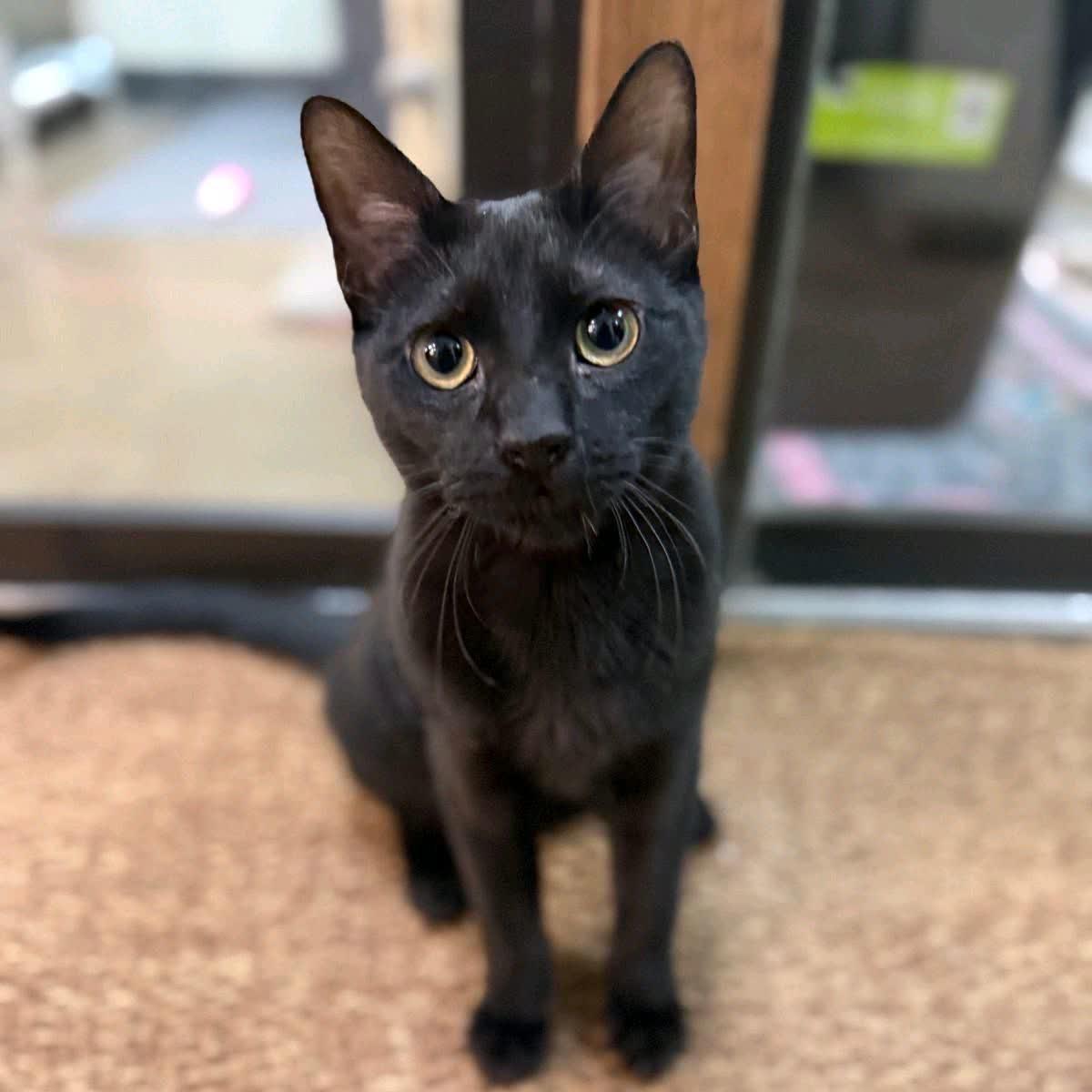 Pretzel Playful And Sweet