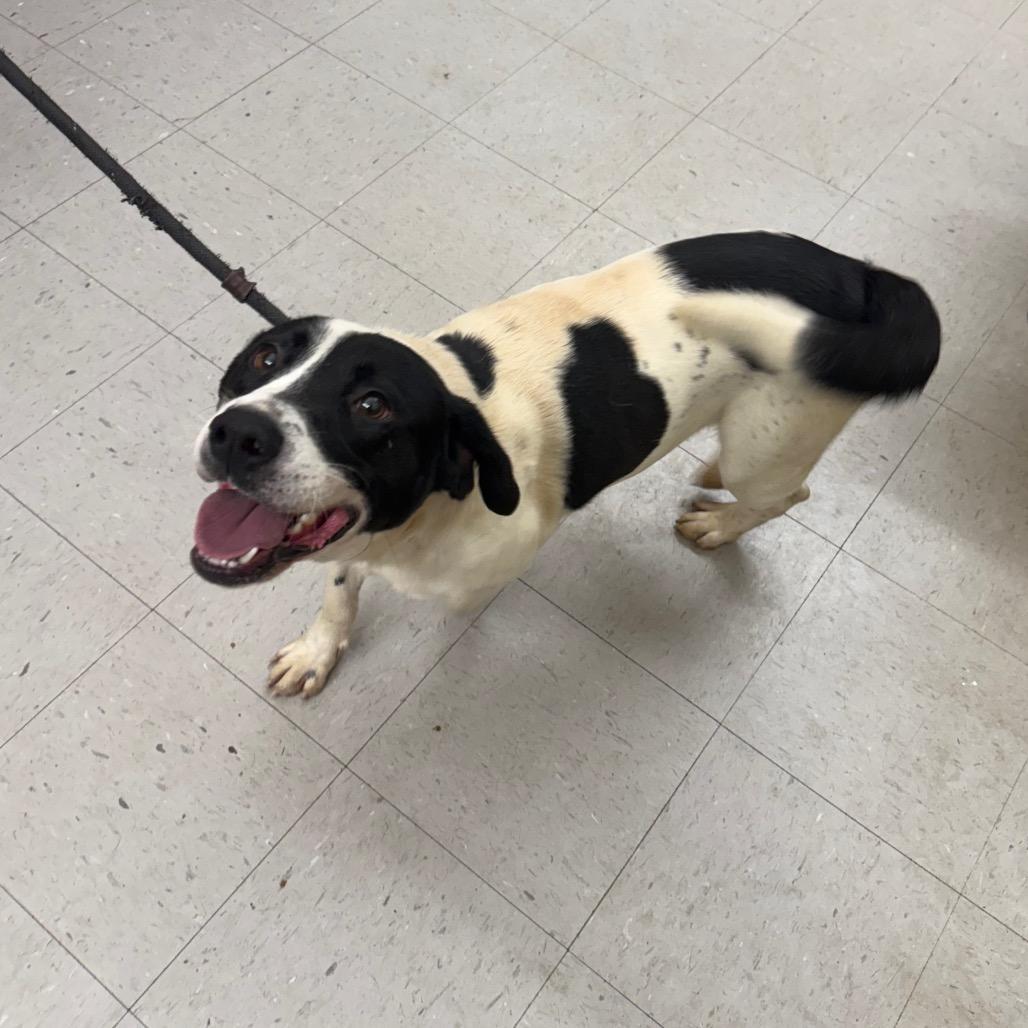 An adult medium-sized male Black Mixed Breed dog named Dusty for adoption in Alexandria, VA