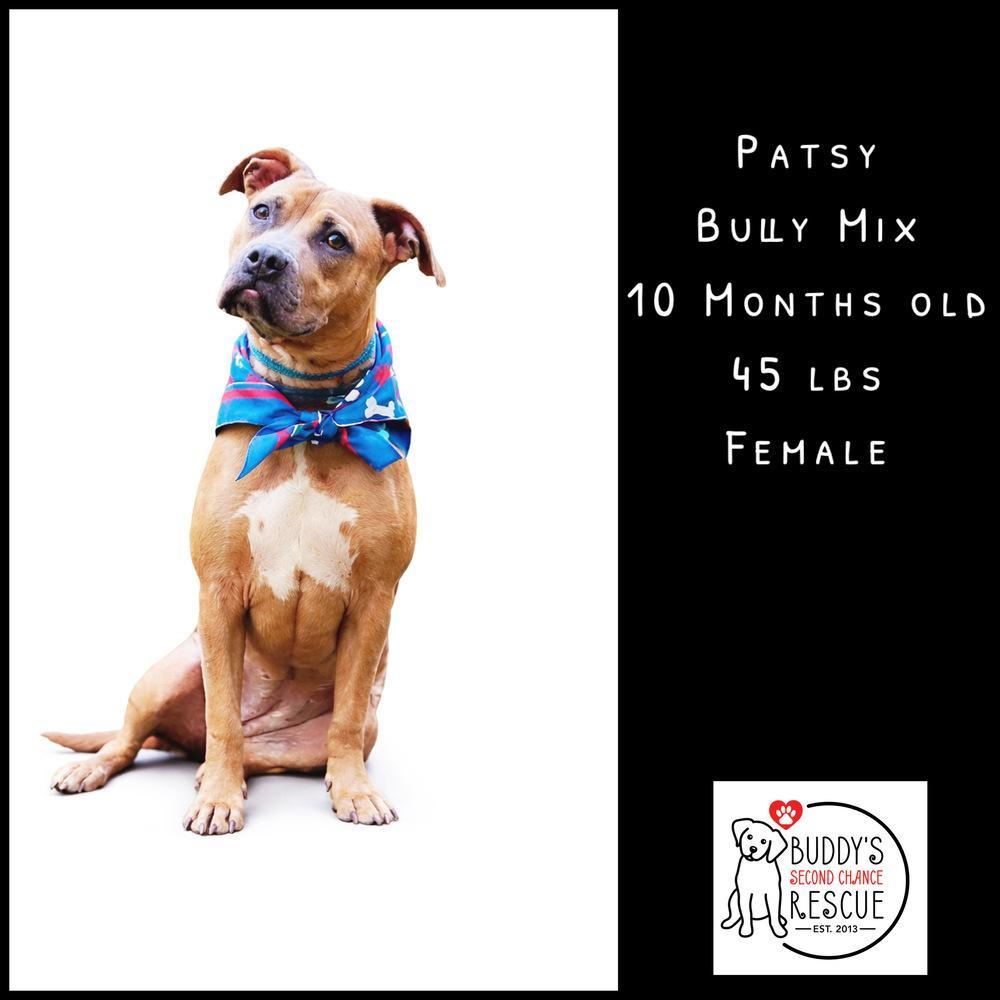 A young medium-sized female Tricolor (Brown, Black, & White) American Bully dog named Patsy for adoption in Amherst, NY
