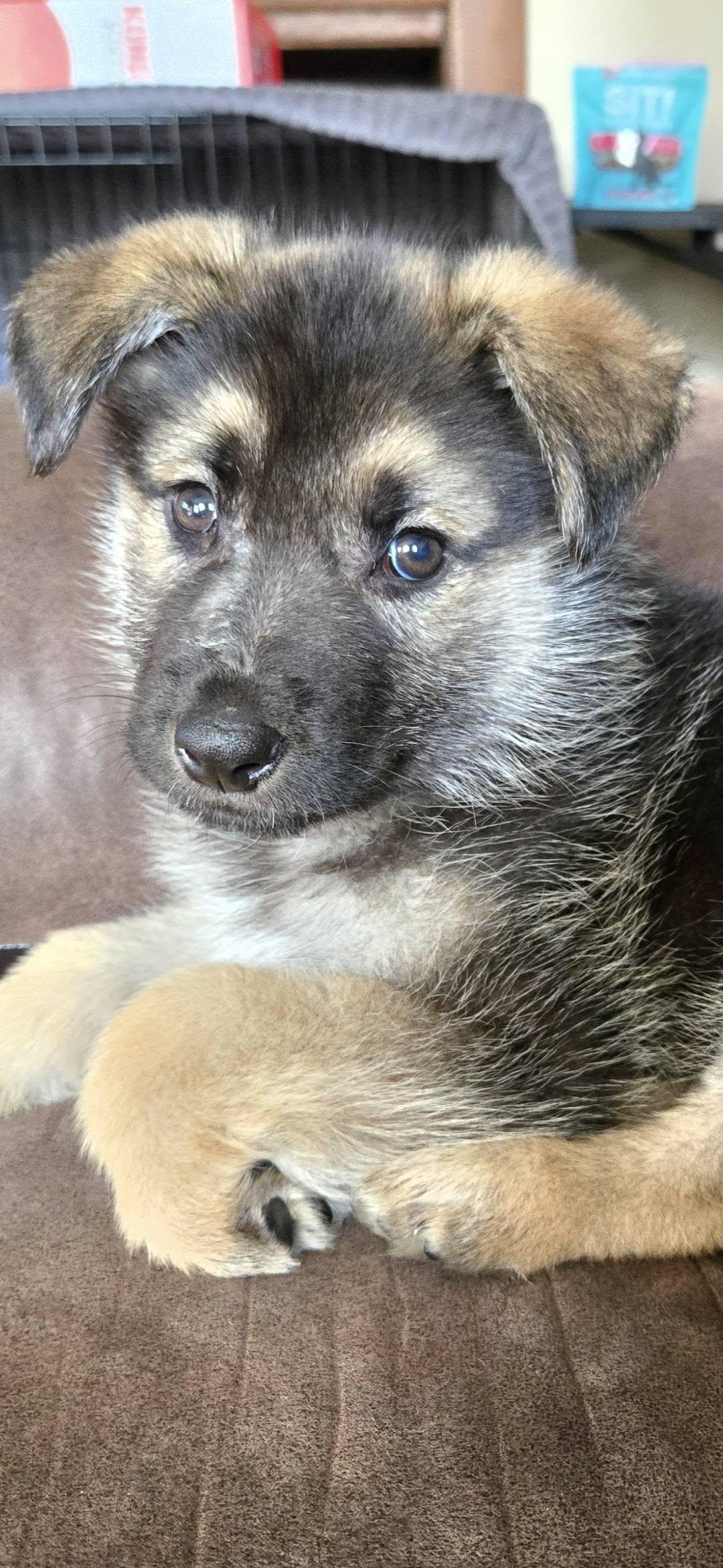 Benji D
