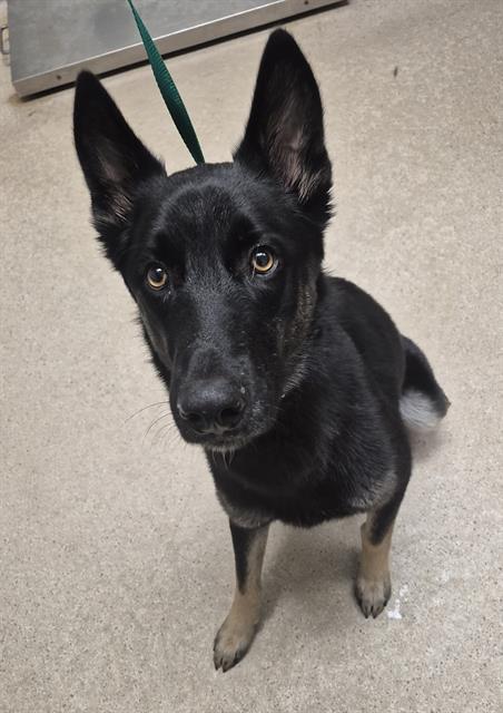 Charlie Brown Urgent!