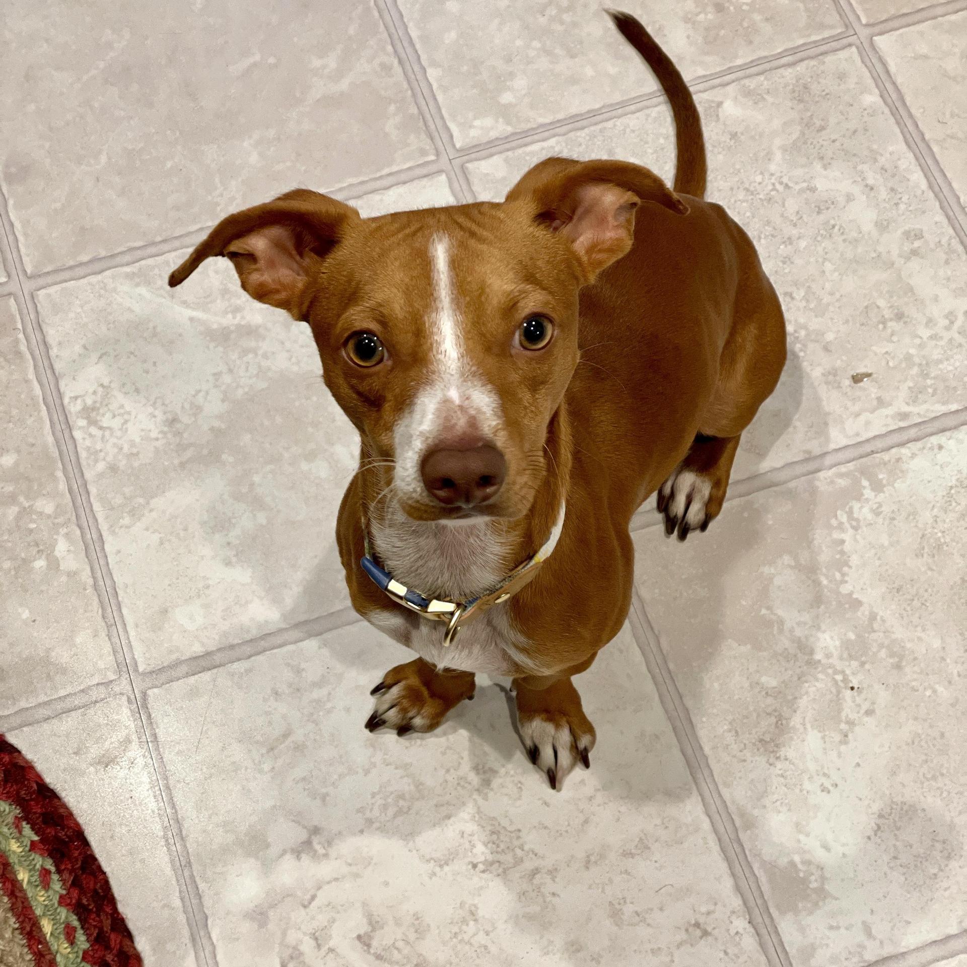 A young small-sized male Golden Chihuahua dog named Carmelo for adoption in Longview, TX