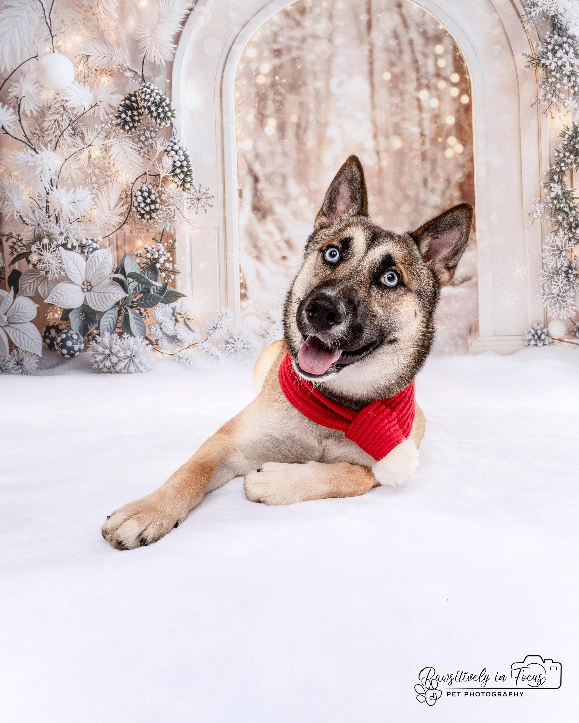 A young medium-sized female Belgian Shepherd / Malinois dog named Valkyrie for adoption in Houston, TX