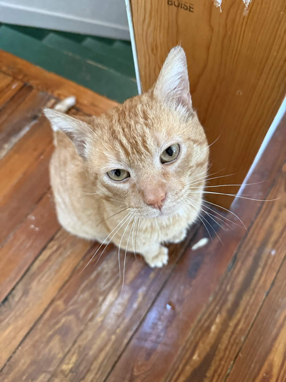 Gene Parmesan photo 1