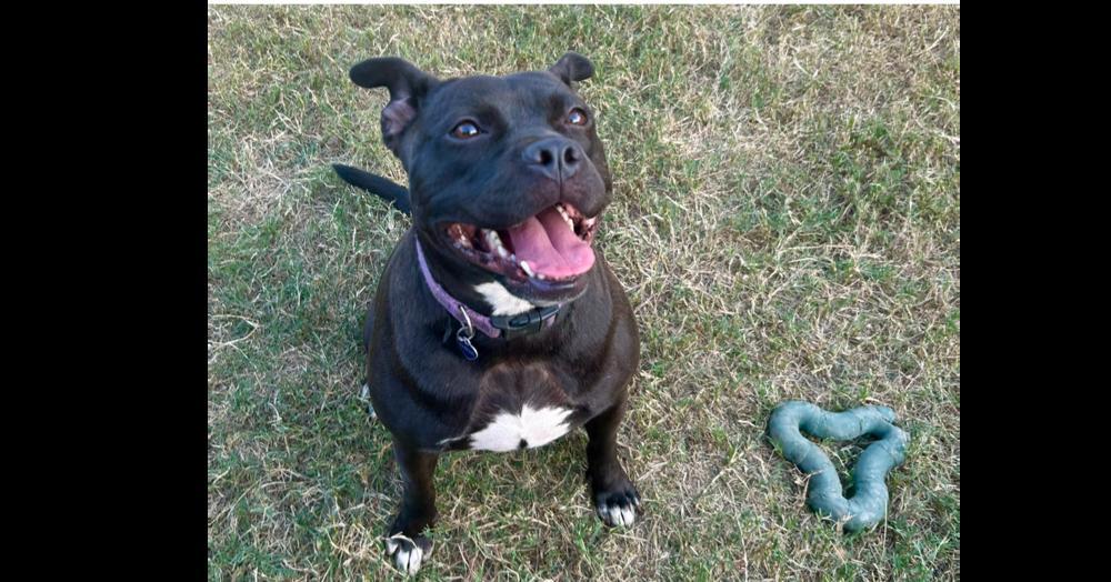 An adult medium-sized female Black Labrador Retriever dog named Tiffani for adoption in Richmond, TX