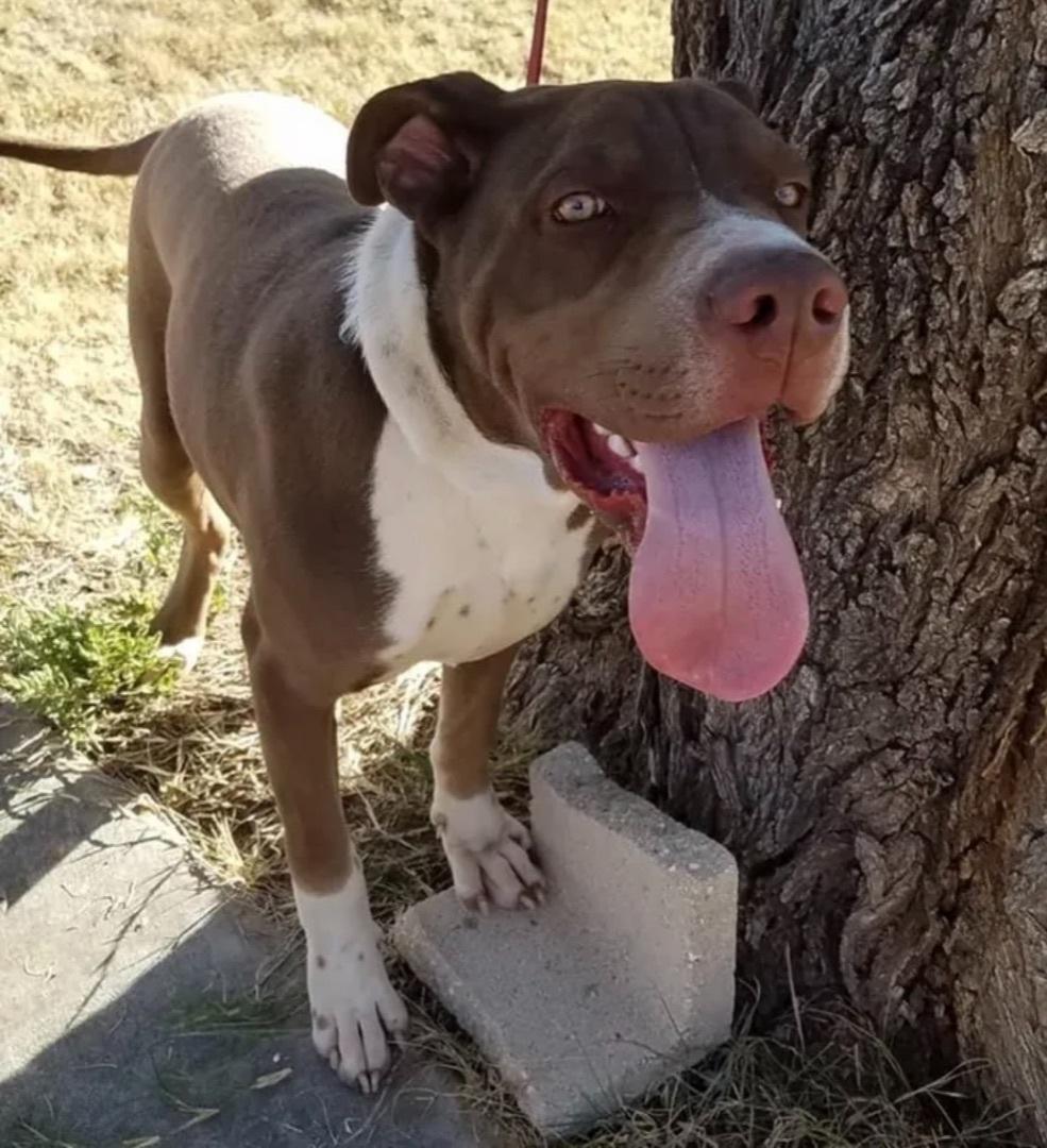 An adult medium-sized male Brown / Chocolate American Staffordshire Terrier dog named Kermit for adoption in Canyon, TX