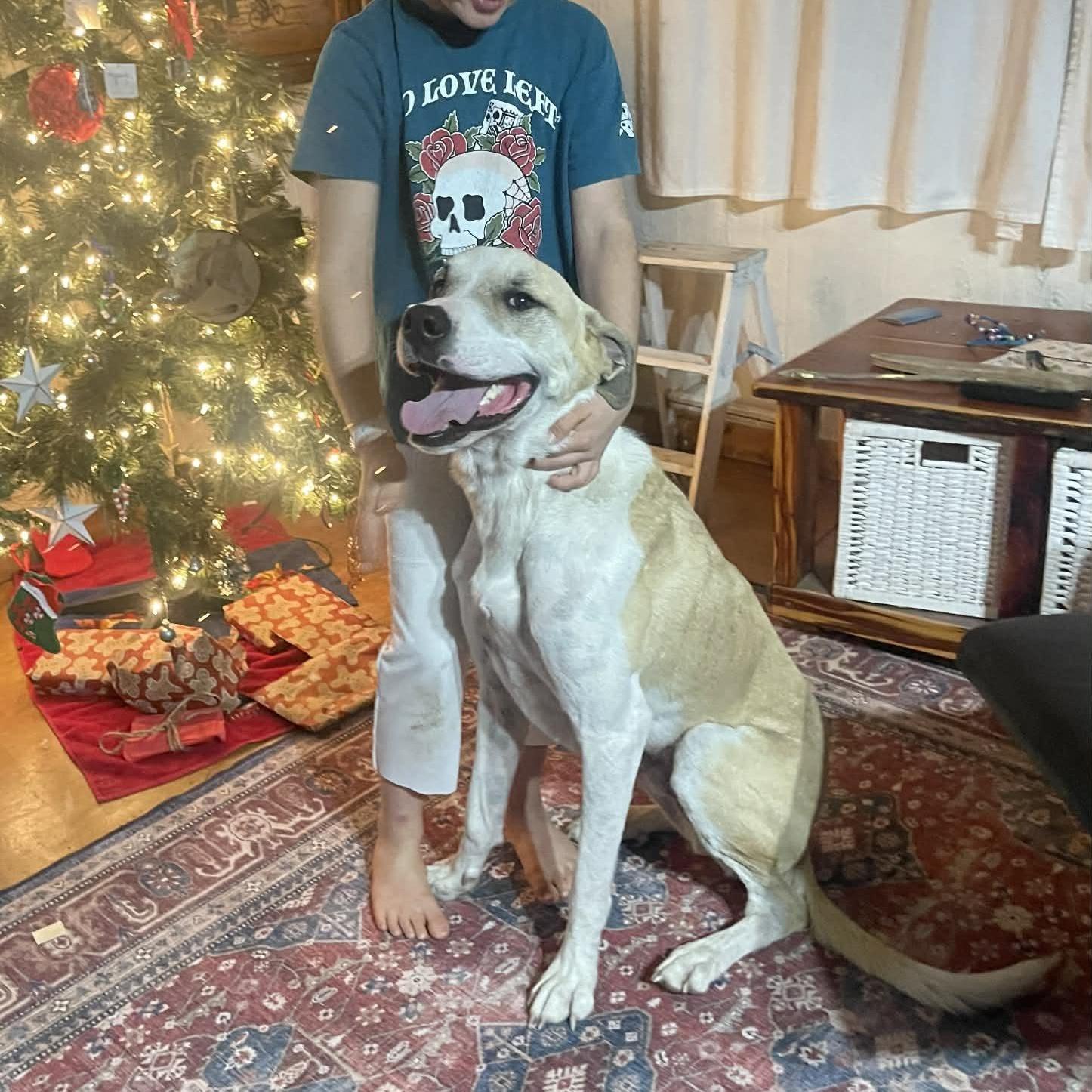 A young large-sized male Apricot / Beige Great Dane dog named Maverick for adoption in Sadler, TX