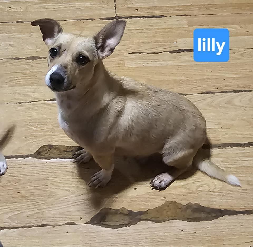 A young small-sized female Dachshund dog named Lilly for adoption in Fort Worth, TX