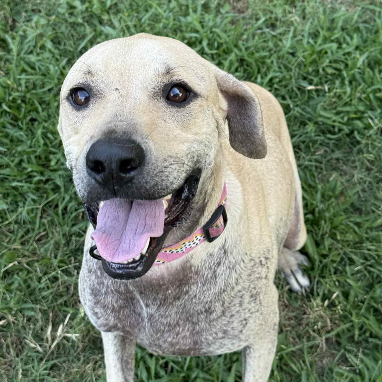 An adult large-sized female Yellow / Tan / Blond / Fawn Black Mouth Cur dog named Delaney Dawn Pc for adoption in Goliad, TX