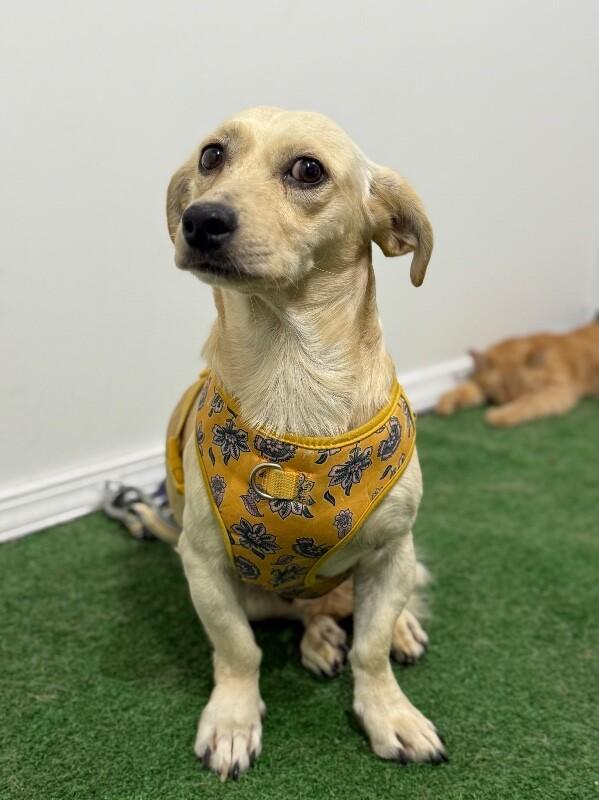 A young small-sized male Yellow / Tan / Blond / Fawn Dachshund dog named Rocket for adoption in Carlsbad, CA