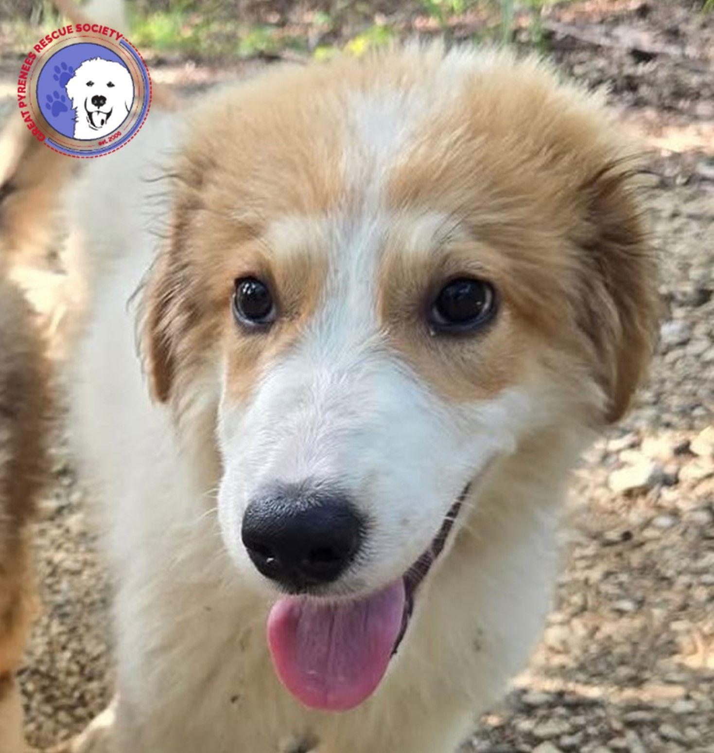 A young large-sized female White / Cream Great Pyrenees dog named Tator for adoption in Spring, TX