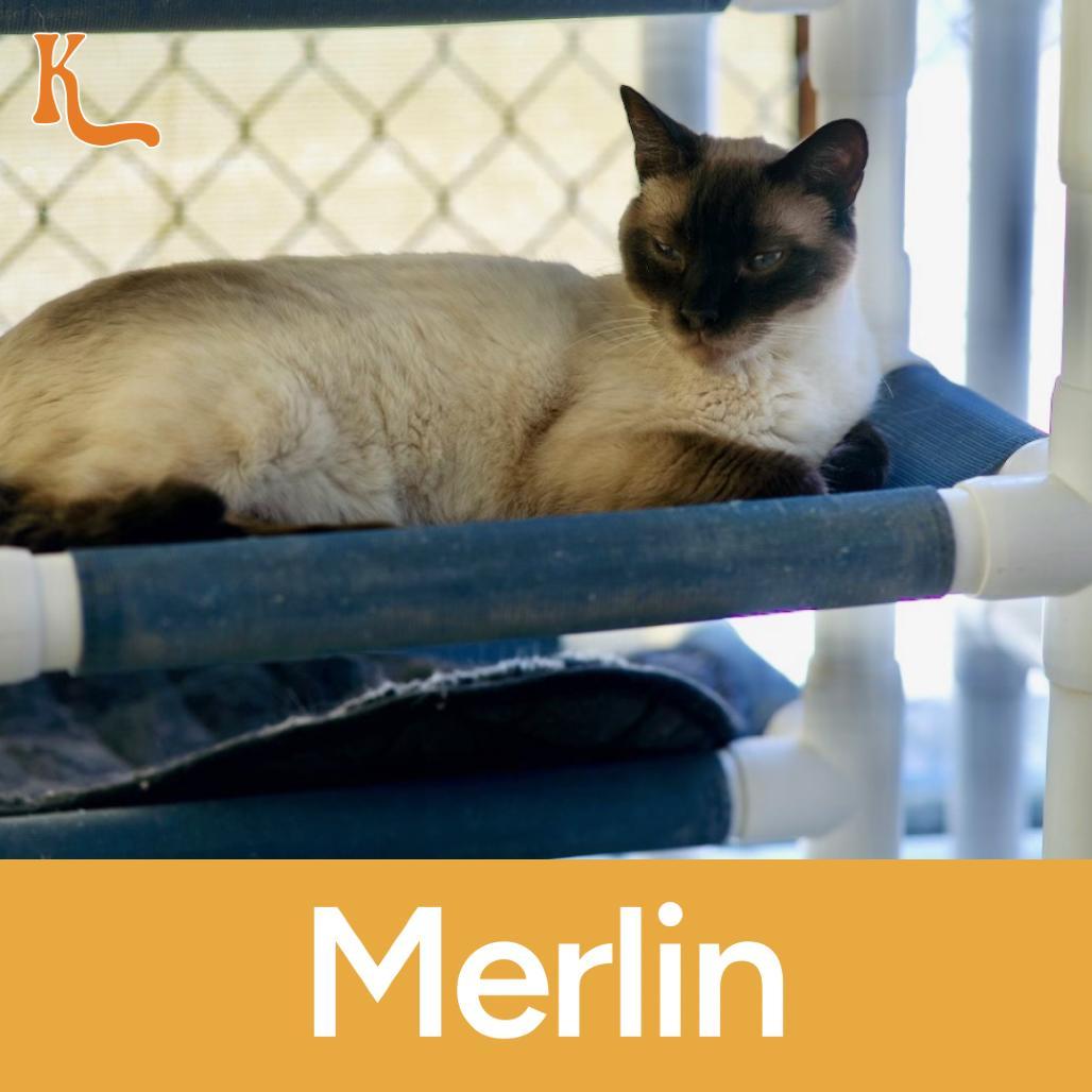 Merlin