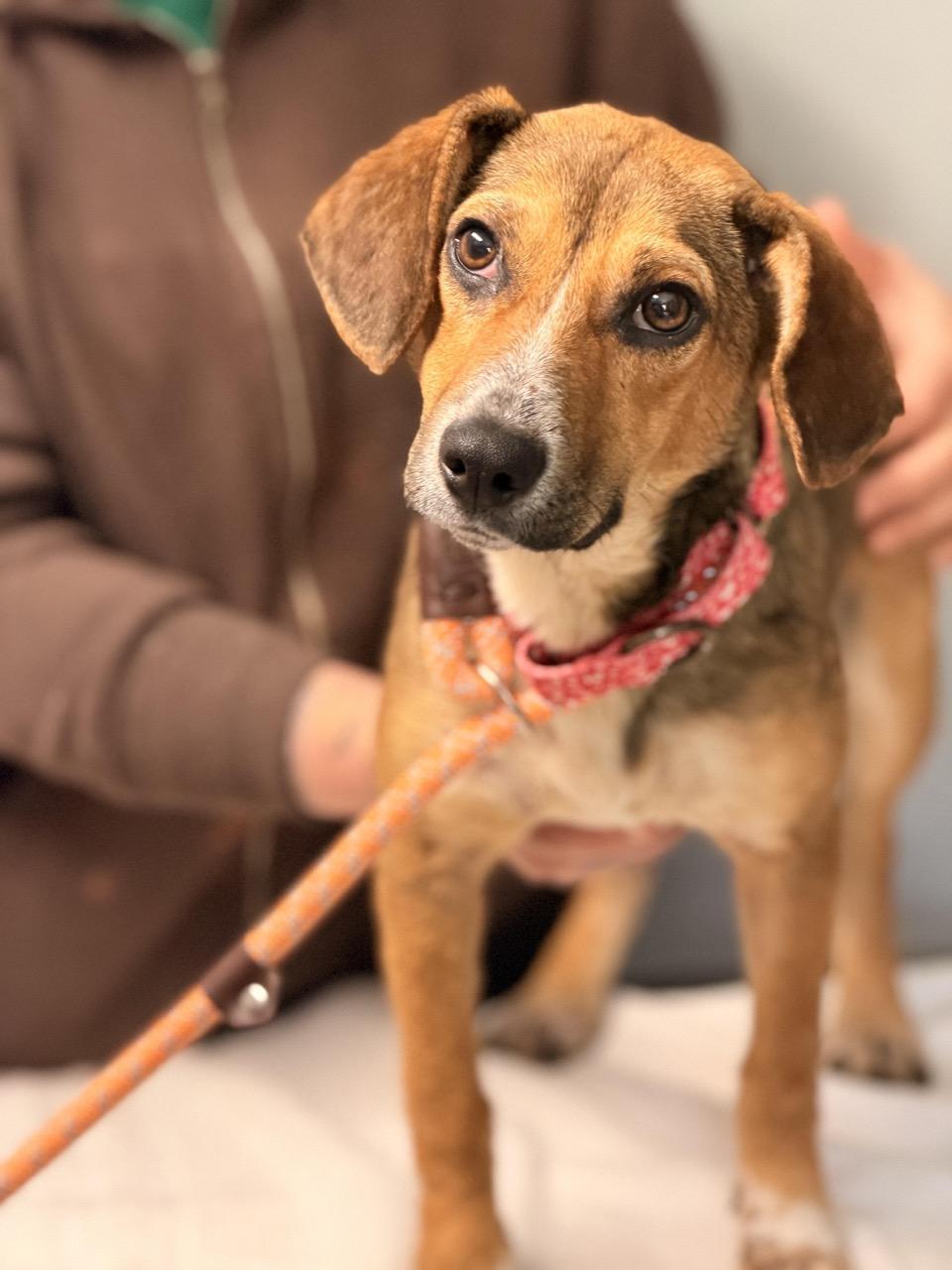 A young small-sized female Beagle dog named Hopscotch for adoption in Sparta, NJ