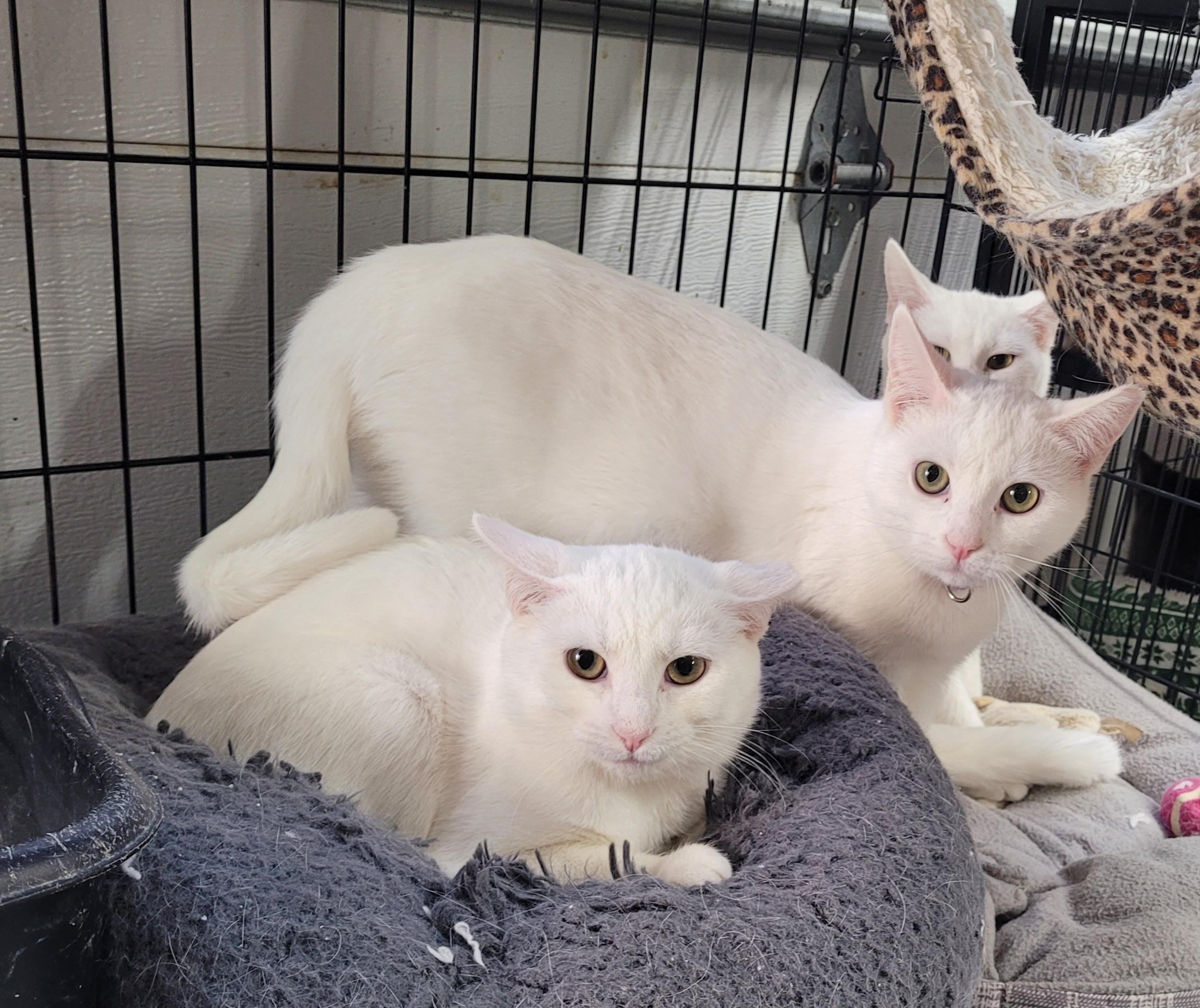 Marshmallow Crystal Snowflake