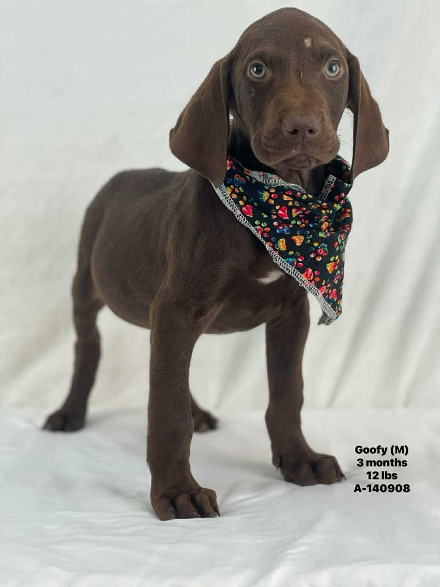 Goofy The Hound Puppy!