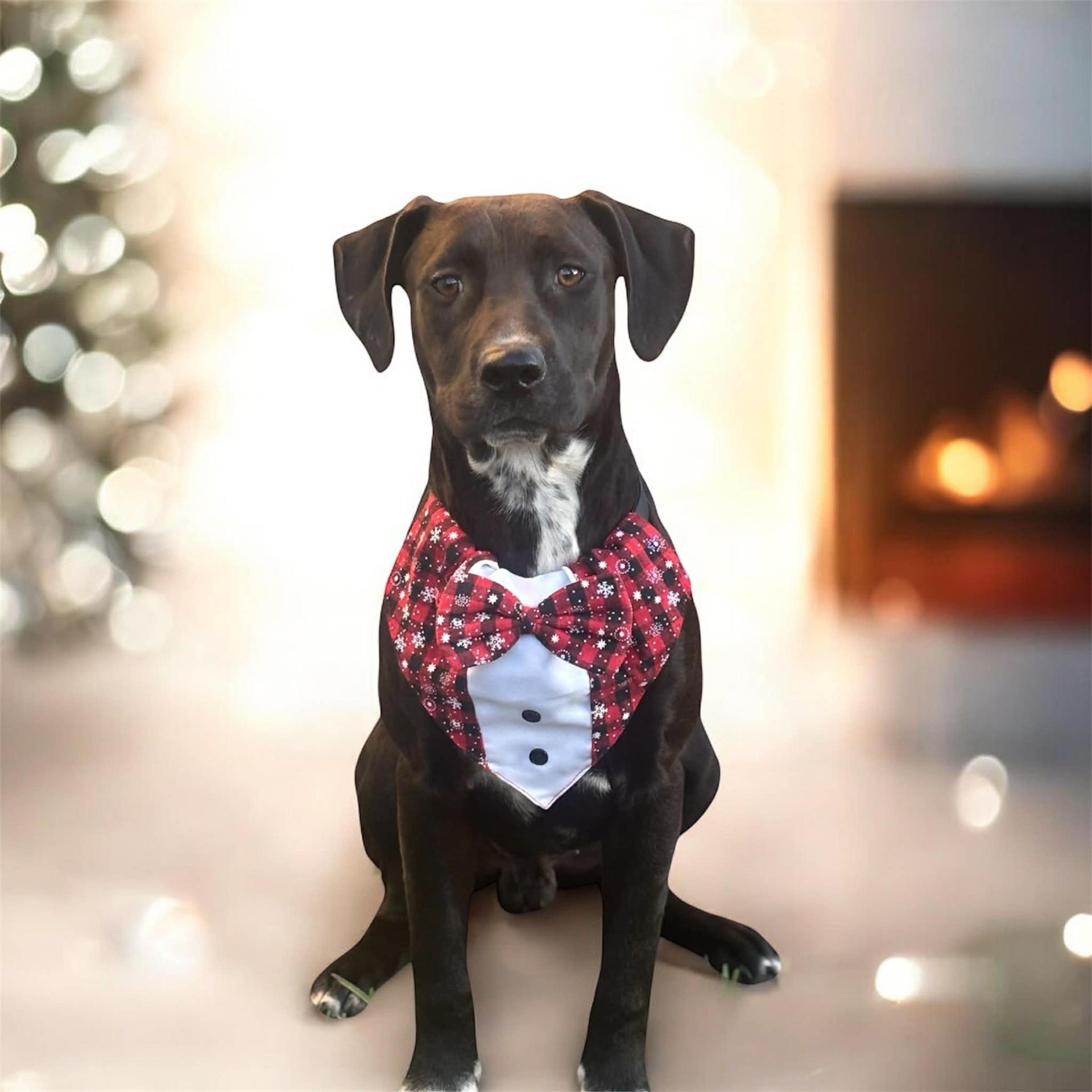 A young medium-sized male Labrador Retriever dog named Fef Gs for adoption in Allen, TX