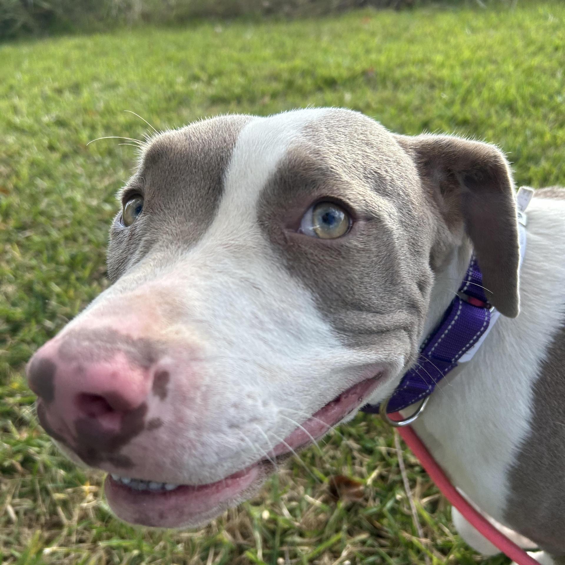 An adult medium-sized female Pit Bull Terrier dog named Delilah for adoption in Pearland, TX