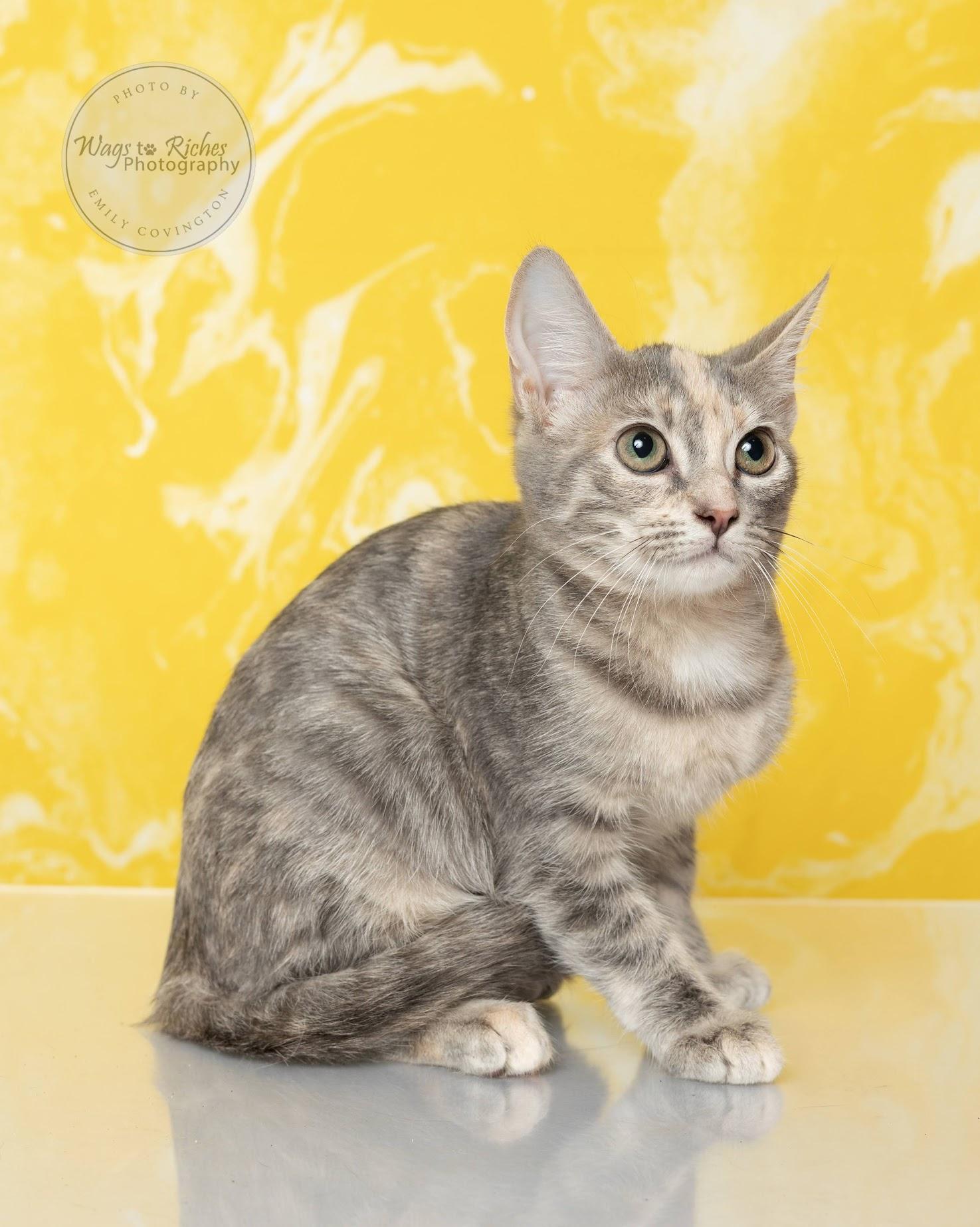 A baby medium-sized female Dilute Tortoiseshell Domestic Short Hair cat named Caroline for adoption in Tuscaloosa, AL