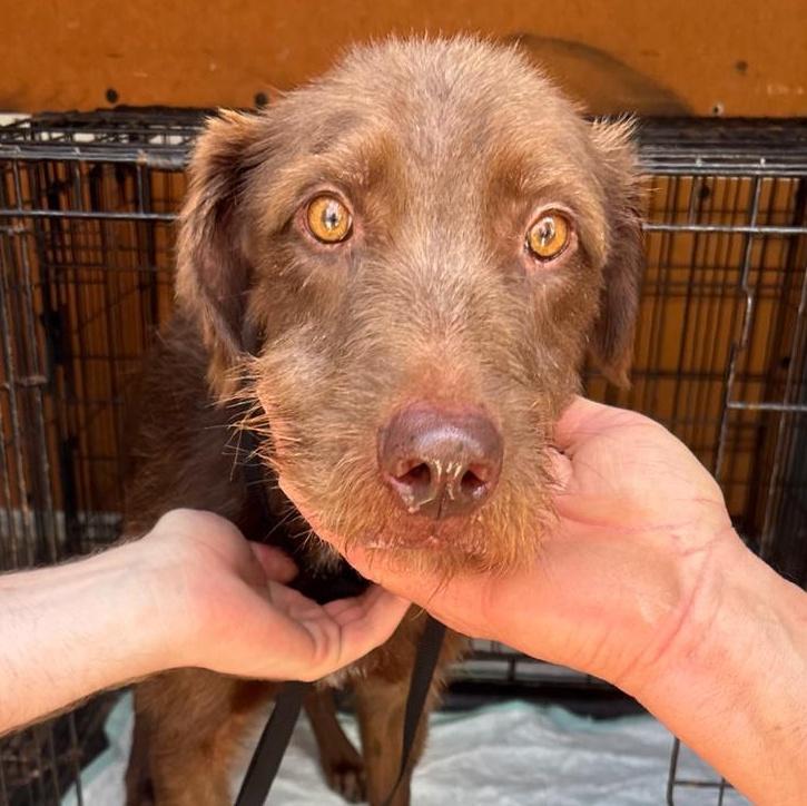 An adult medium-sized male Brown / Chocolate Irish Wolfhound dog named William for adoption in Huntington, NY