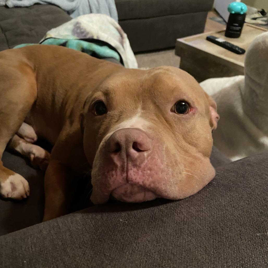An adult large-sized male Yellow / Tan / Blond / Fawn Mixed Breed dog named Chicken Nugget for adoption in Birdsboro, PA