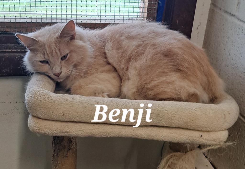 Benji