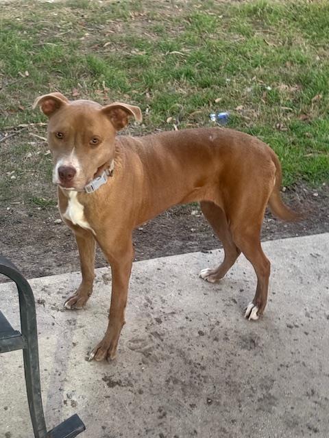 An adult medium-sized female American Staffordshire Terrier dog named Hazel for adoption in San Antonio, TX