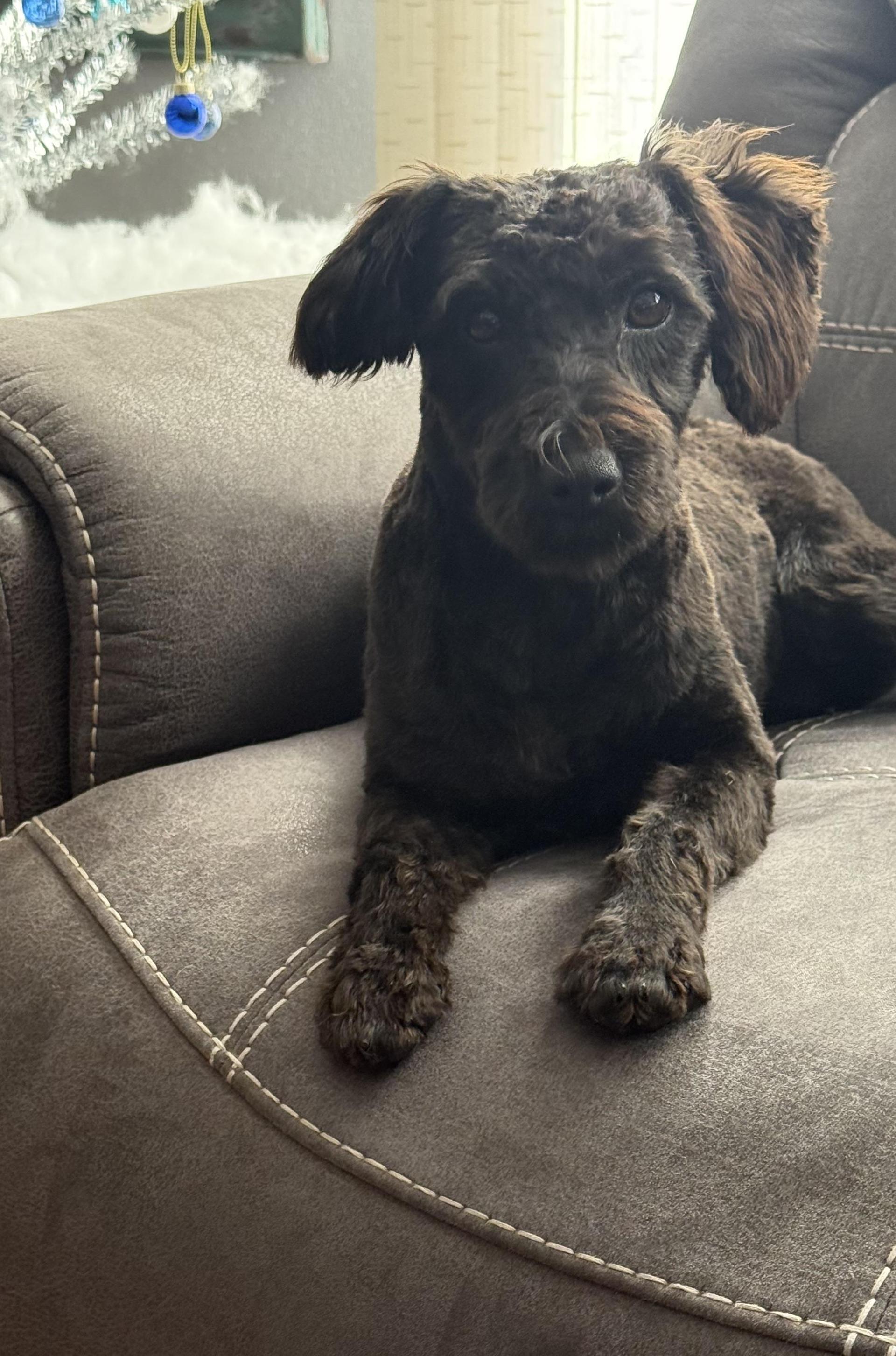 A young medium-sized female Brown / Chocolate Schnoodle dog named Evie for adoption in Union Grove, WI