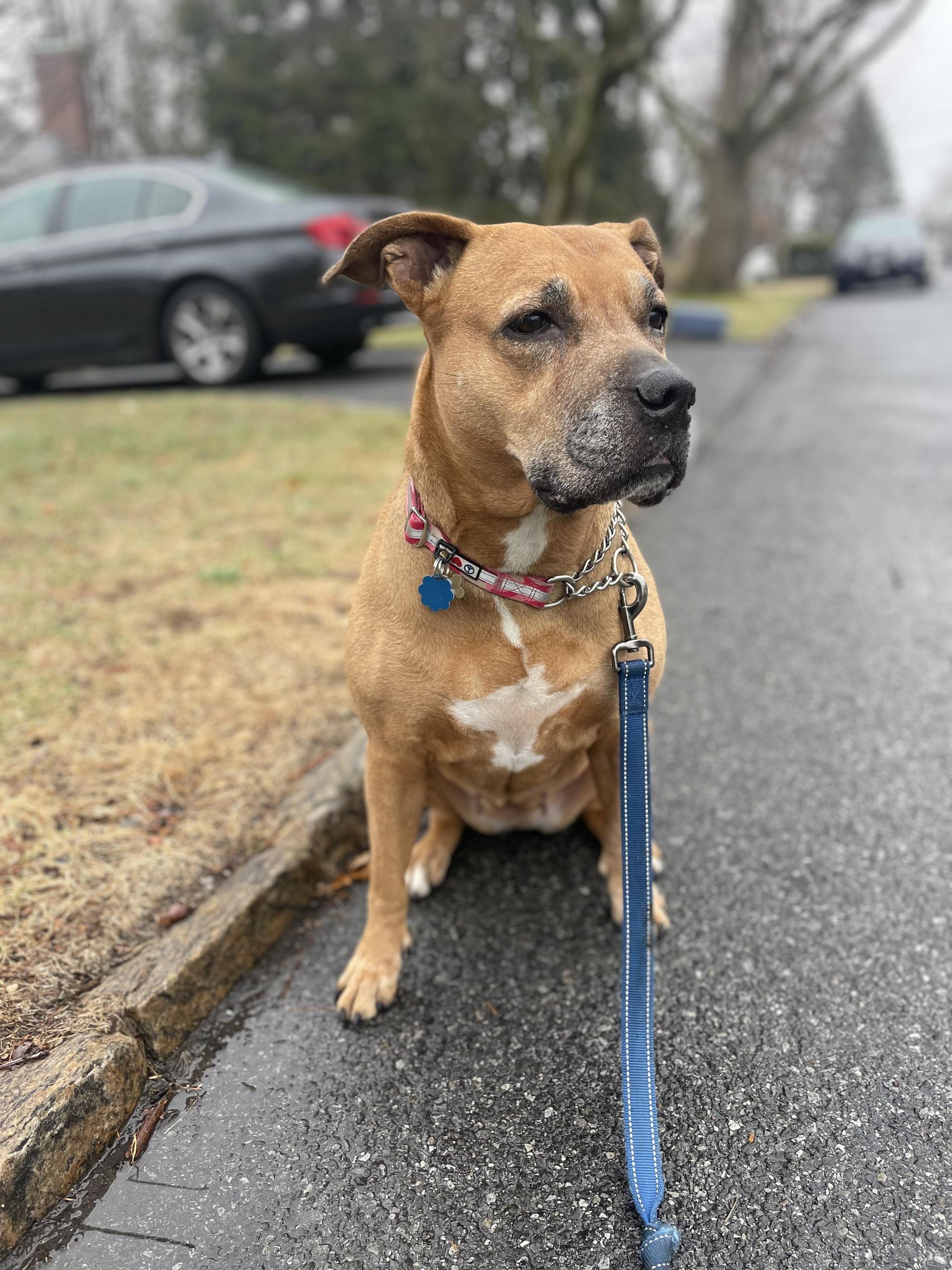 An adult large-sized female Brown / Chocolate Pit Bull Terrier dog named Valentina for adoption in New York, NY