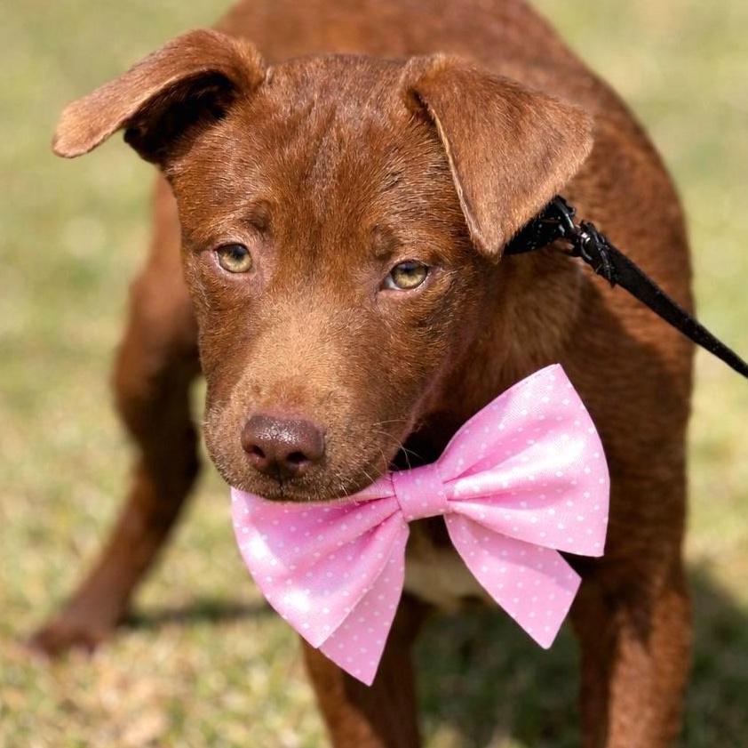 Chocolate Kisses "sweet As