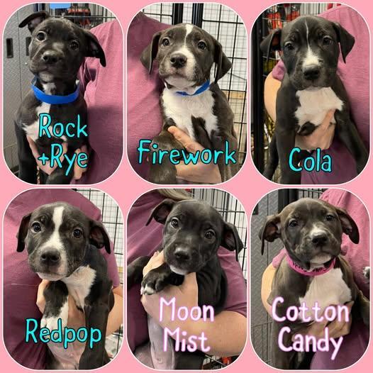 Faygo Litter Puppies