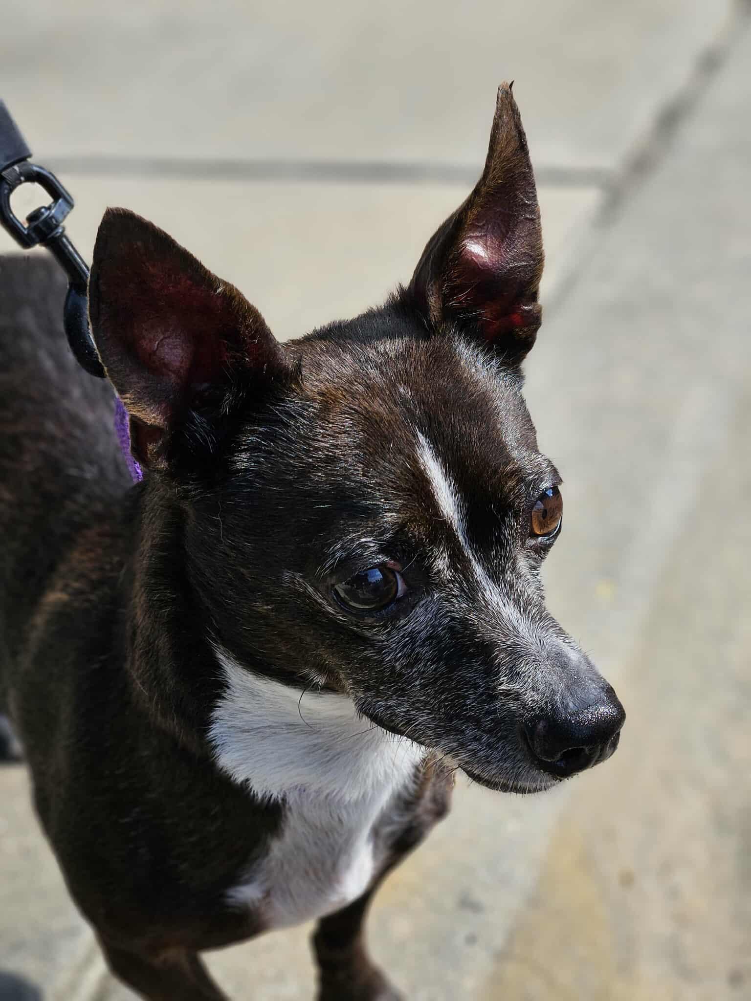 Stewie Handsome Little