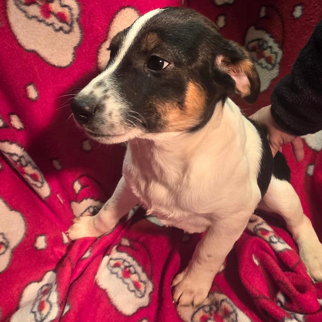 A baby small-sized female White / Cream Mixed Breed dog named Juniper for adoption in Alexandria, VA
