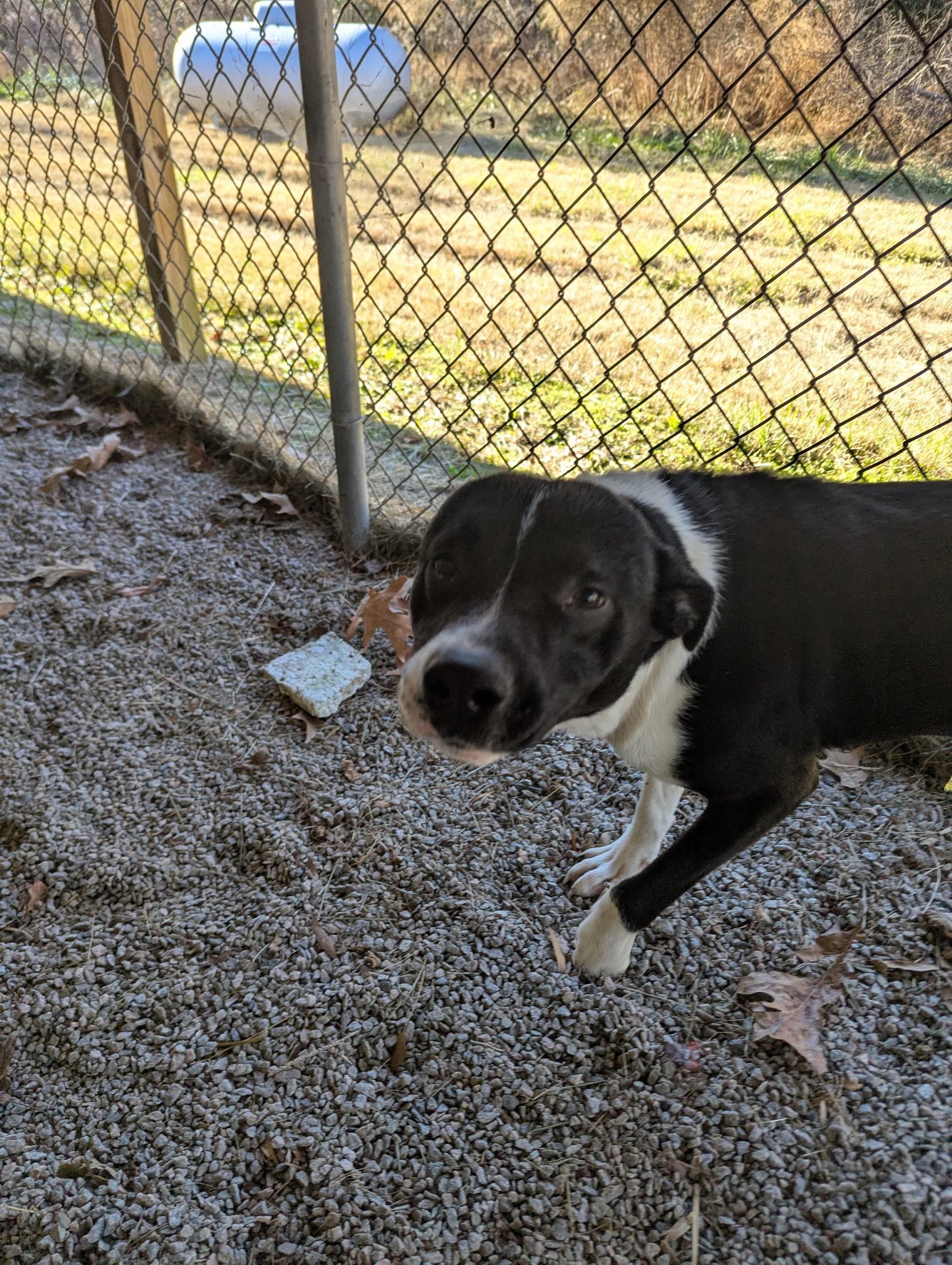 Blitzen