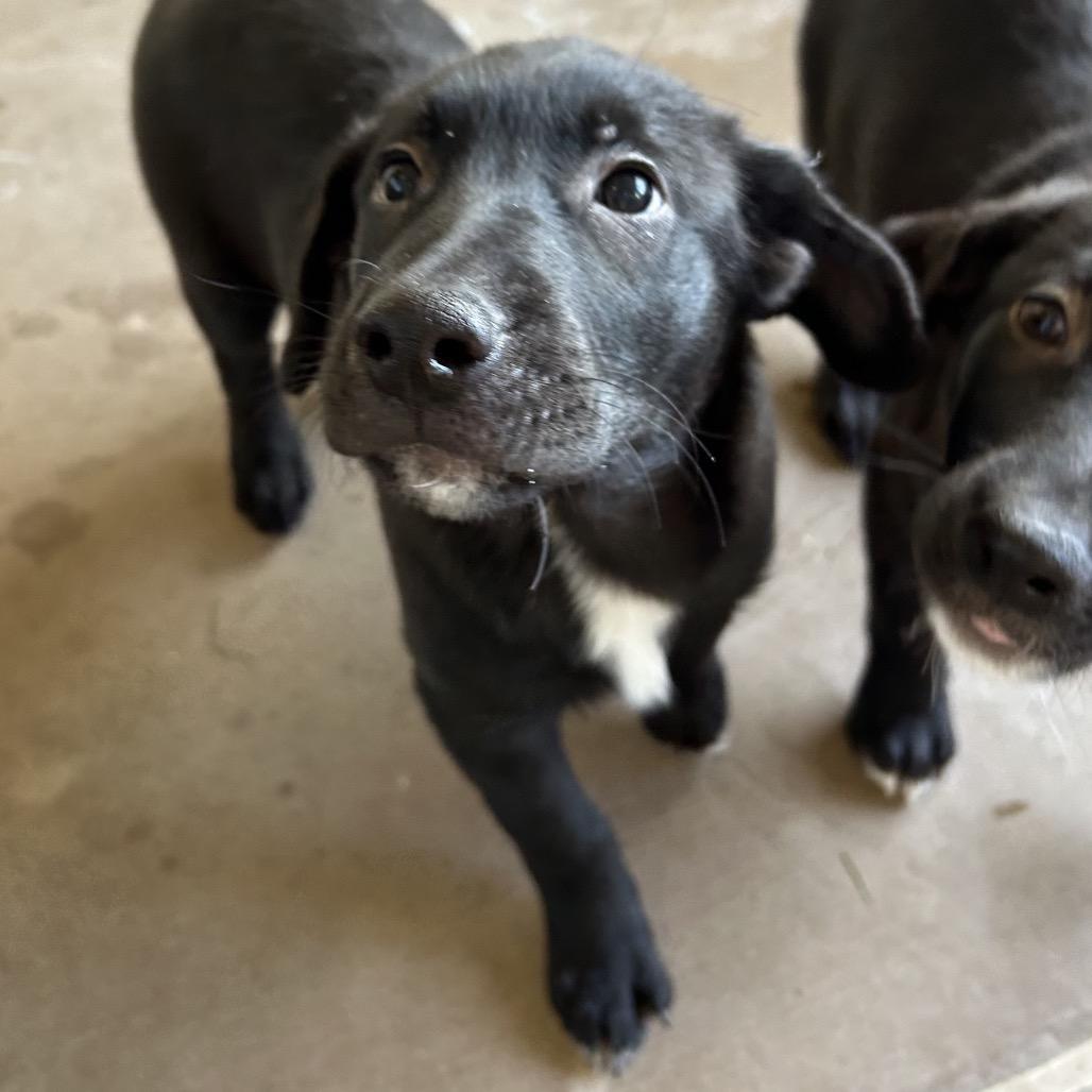 A baby small-sized male Black Cattle Dog dog named Jubilee for adoption in Flagstaff, AZ