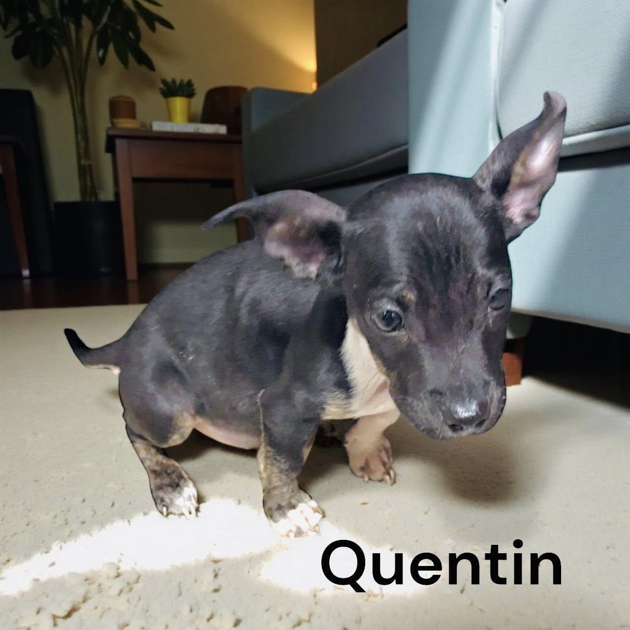 A baby small-sized male Bicolor Chihuahua dog named Quentin for adoption in Allen, TX