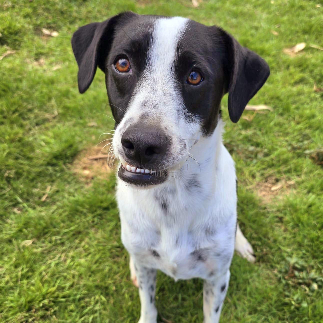 Van Gogh "bonded With